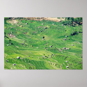 Póster Famosas terrazas de arroz yuanyang - Yunnan, China