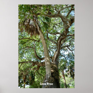 Póster Famoso Árbol De Amor St Augustine Fl