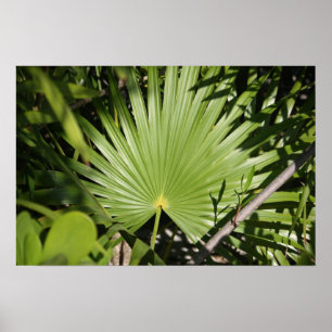 Póster Fan tropical