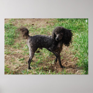 Póster Fancy Black Toy Poodle Boy