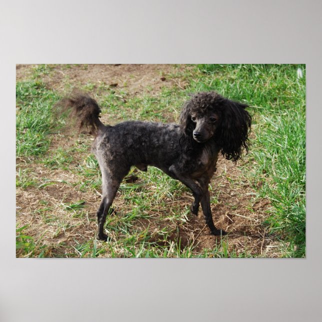Póster Fancy Black Toy Poodle Boy (Frente)