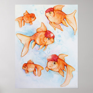 Póster Fancy Oranda Goldfish