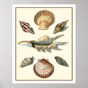 Póster Fancy Shell Beach