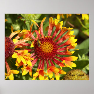 Póster Fanfare Gaillardia - Personalizado
