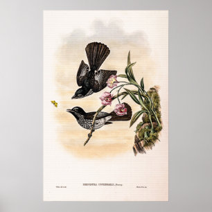 Póster Fantail Flycatcher de Cockerell por John Gould