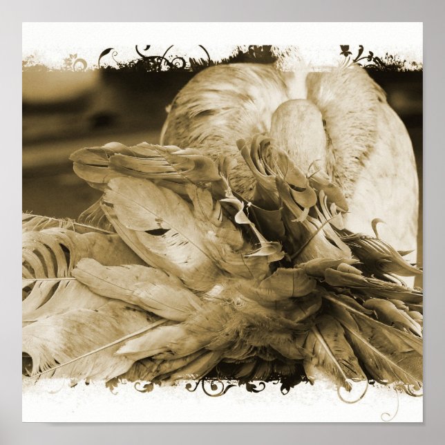 Póster Fantail Pigeon (Frente)