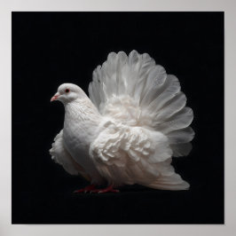 Póster Fantail Pigeon