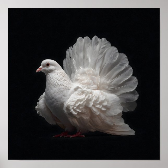 Póster Fantail Pigeon (Frente)