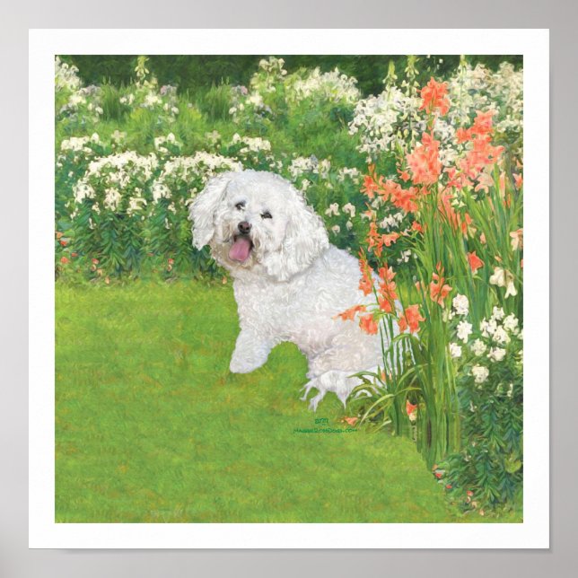 Póster Fantasía de Bichon Frise Coral (Frente)