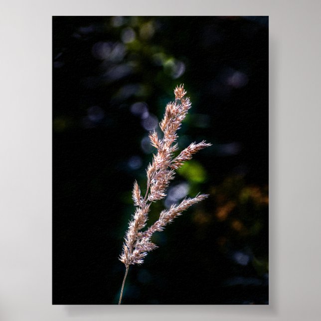 Póster Fantasía veraniega (Frente)