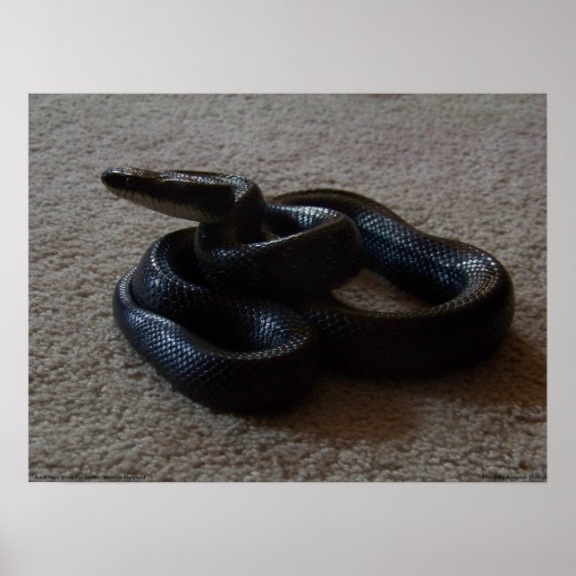 Póster Fantástica serpiente negra asombrosa Poster reptil (Frente)
