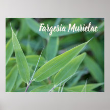 Fargesia murielae Bamboo planta para el regalo de 