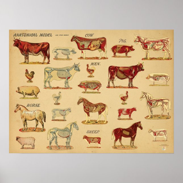 Póster Farm Animals Anatomy Atlas (Frente)