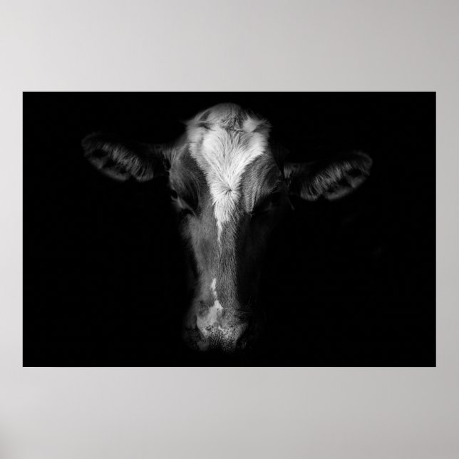 Póster Farms | B&W Cow Head Shot (Frente)
