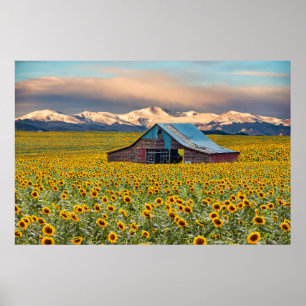 Póster Farms Sunflower Field