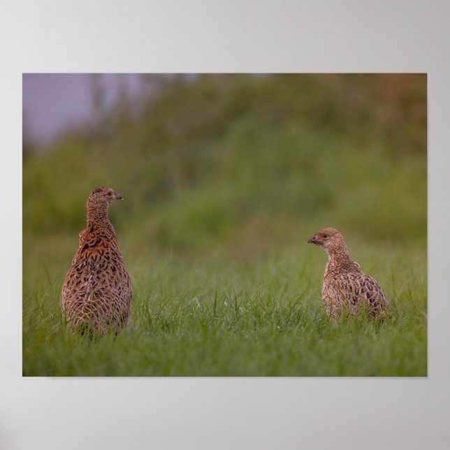 Póster Fasanenmutter mit Kind morgens Poster (Frente)