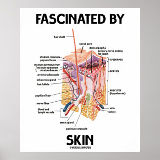 Póster Fascinado Por La Piel (Capas De Piel)