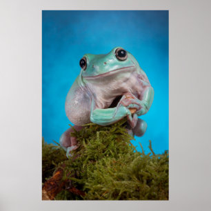Póster Fase azul suave Rana de árbol blanco sonriendo