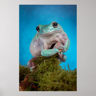 Póster Fase azul suave Rana de árbol blanco sonriendo