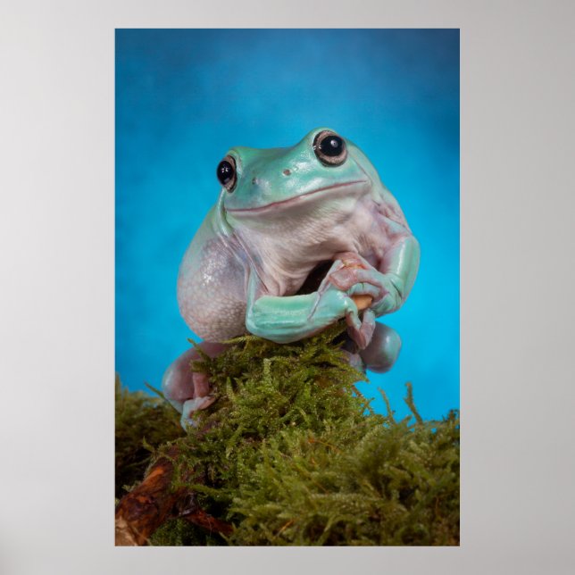 Póster Fase azul suave Rana de árbol blanco sonriendo (Frente)