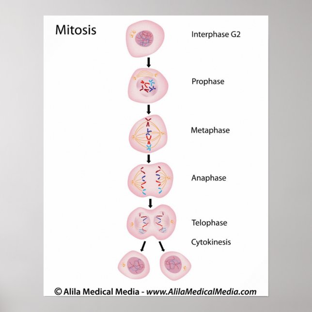 Póster Fases de mitosis (Frente)