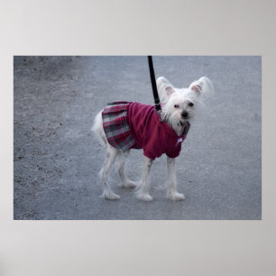 Póster Fashionable Powderpuff