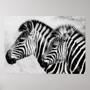 Póster Fauna de los animales de las cebras blanco y negro