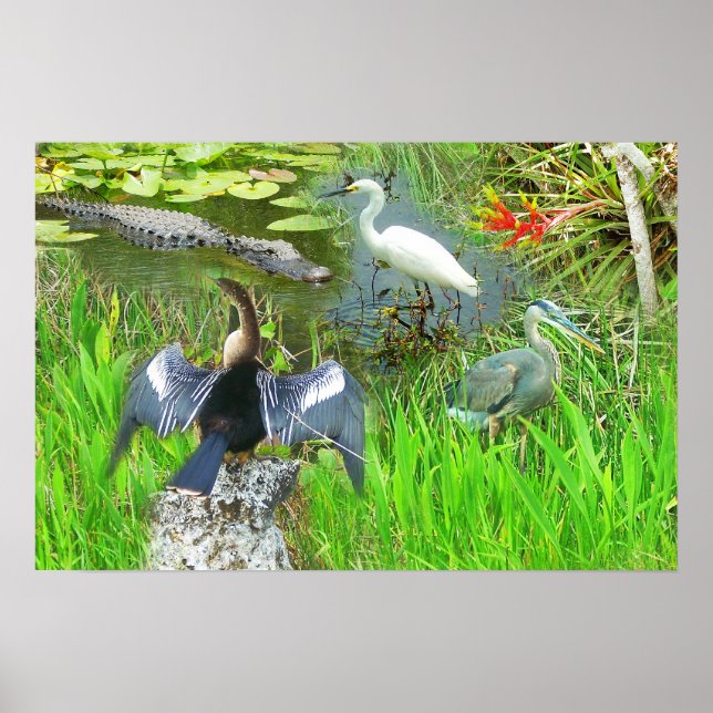 Póster Fauna del Parque Nacional Everglades de Florida (Frente)