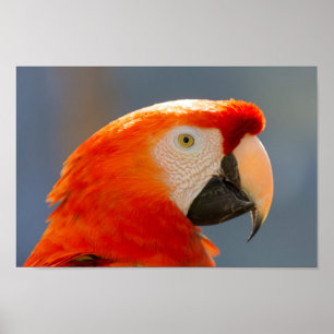 Póster Fauna roja del pájaro del loro