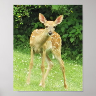 Póster Fawn