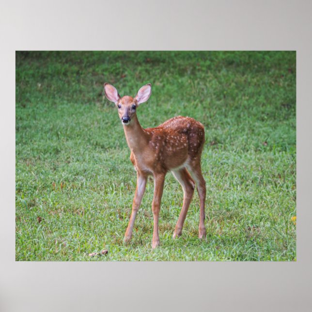 Póster Fawn (Frente)