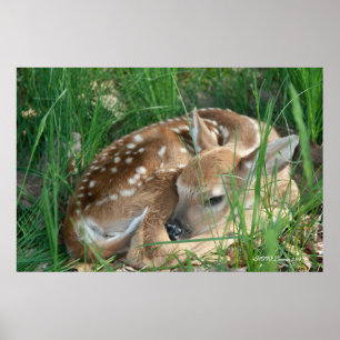 Póster Fawn 2009