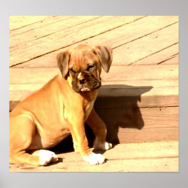 Póster Fawn boxeador sentado (Frente)