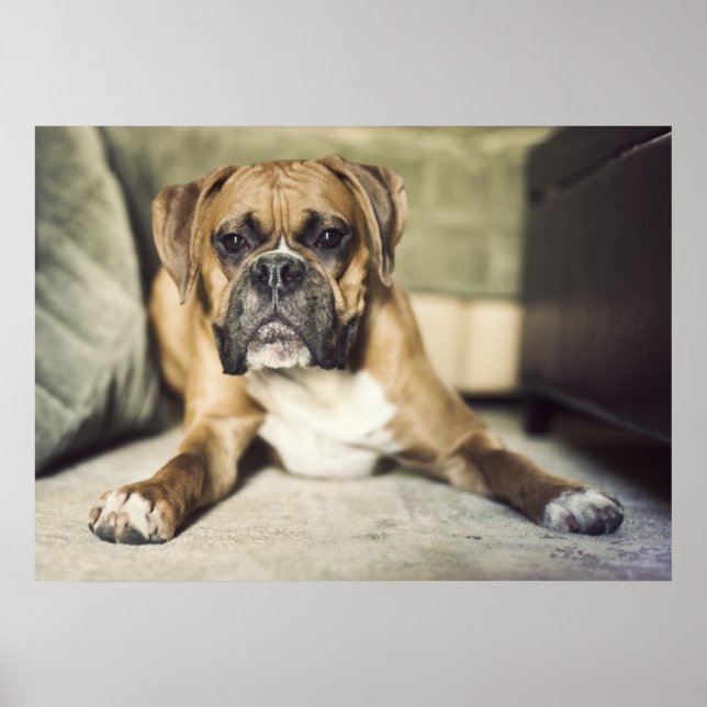Póster Fawn Boxer Pup (Frente)