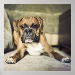 Póster Fawn Boxer Pup