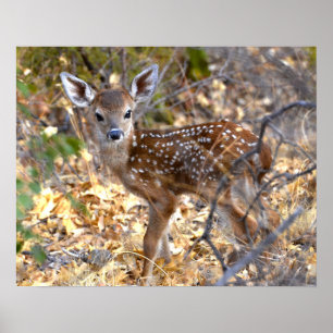 Póster Fawn Deer Photo Poster