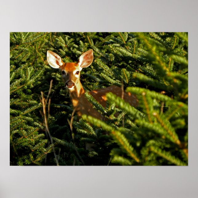 Póster Fawn en el Poster de los pinos (Frente)