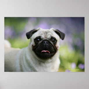 Póster Fawn Pug en alerta