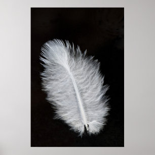 Póster Feather