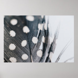 Póster Feather
