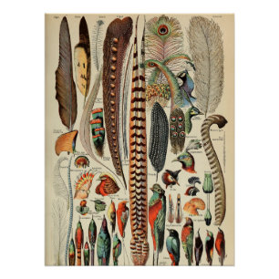 Póster Feather Bird Wildlife Antigüedades Feathers