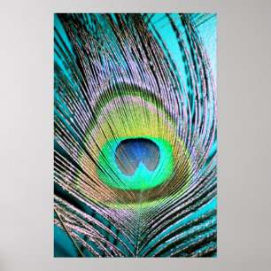 Póster Feather de pavo real sobre turquesa