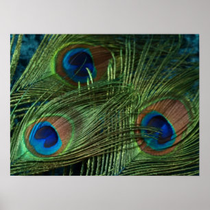 Póster Feather Green Peacock