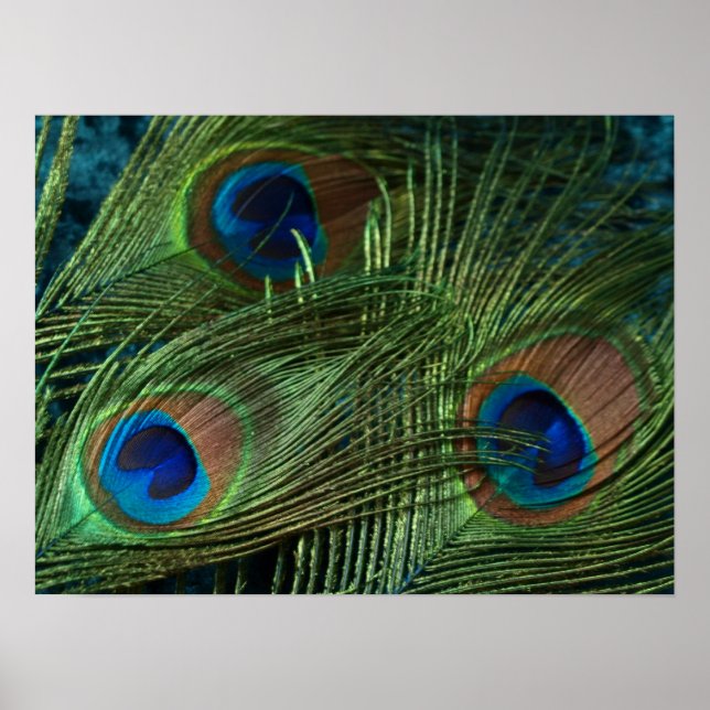 Póster Feather Green Peacock (Frente)