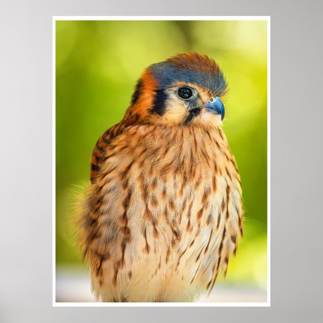 Póster Feathered Ember: The Watchful Kestrel (Frente)