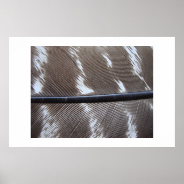 Póster featherphoto 007 (Frente)