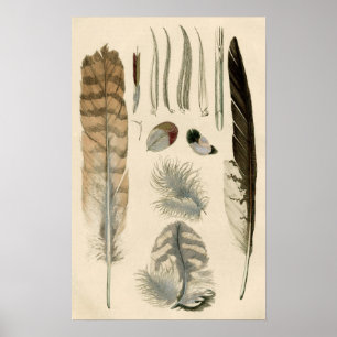 Póster Feathers