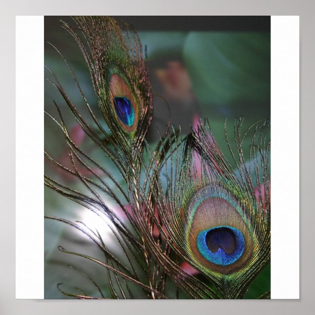 Póster Feathers (Frente)