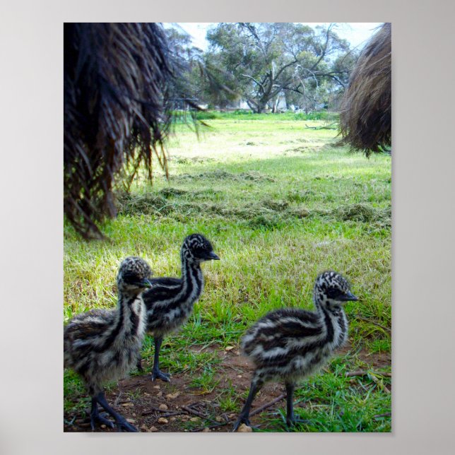 Póster "Feathers of the Future: Three Baby Emu Chicks" (Frente)