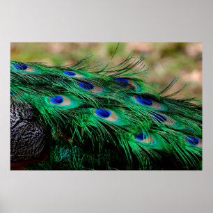 Póster Feathers peacock plumas